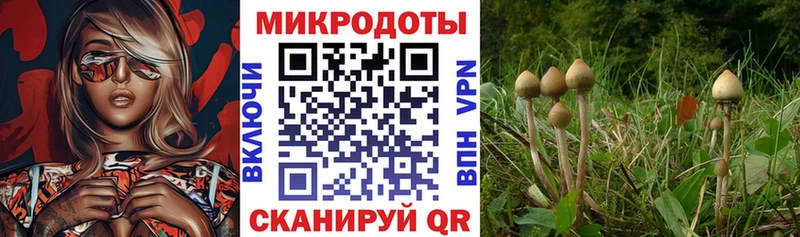 купить Энем Галлюциногенные грибы мухоморы